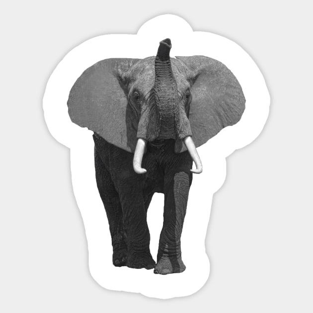 Elephant with the Trunk up in Kenya / Africa Sticker by T-SHIRTS UND MEHR